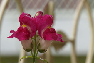 Antirrhinum <br>SNAPDRAGON NIGHT and DAY Antirrhinum