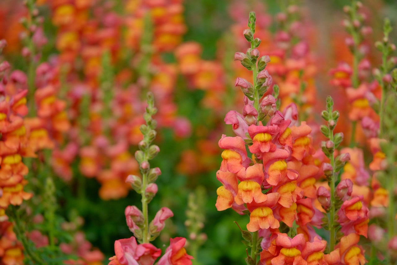 anthurium snapdragon Antirrhinum majus SNAPDRAGON TALL MIX – Ferri Seeds