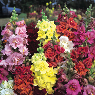 antirrhinum butterfly snapdragon mix