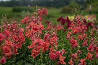snapdragon cherry bronze