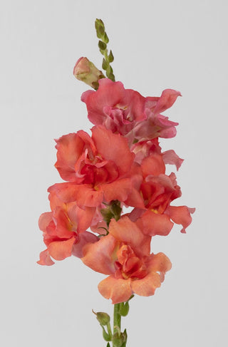 snapdragon cherry bronze