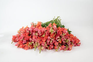 snapdragon cherry bronze