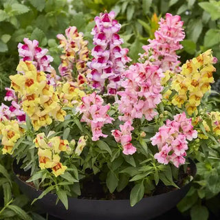 Antirrhinum majus <br>SNAPDRAGON FLAME MIX <br>Compact