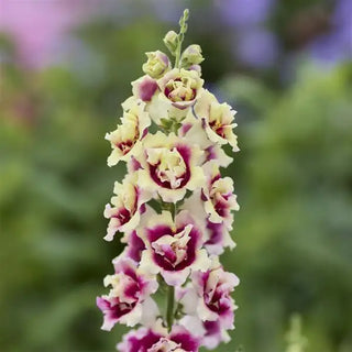 Antirrhinum <br>SNAPDRAGON DOUBLE YELLOW PURPLE