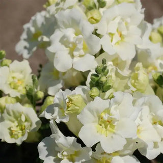 Antirrhinum majus <br>SNAPDRAGON DOUBLE WHITE