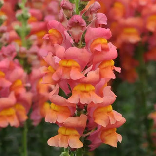 Antirrhinum majus <br>SNAPDRAGON CUTFLOWER ORANGE