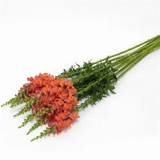 Antirrhinum majus <br>SNAPDRAGON CUTFLOWER ORANGE