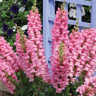 Antirrhinum majus <br>SNAPDRAGON CUTFLOWER PINK