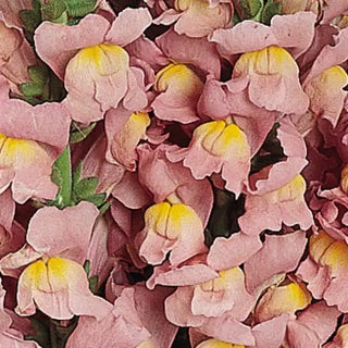 Antirrhinum majus<br>SNAPDRAGON CUTFLOWER PINK