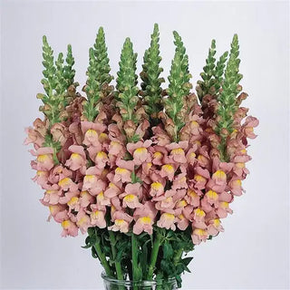 Antirrhinum majus<br>SNAPDRAGON CUTFLOWER PINK