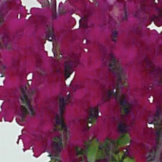 Antirrhinum <br>SNAPDRAGON ROYAL PURPLE