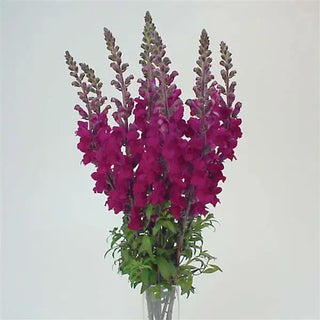 Antirrhinum <br>SNAPDRAGON ROYAL PURPLE