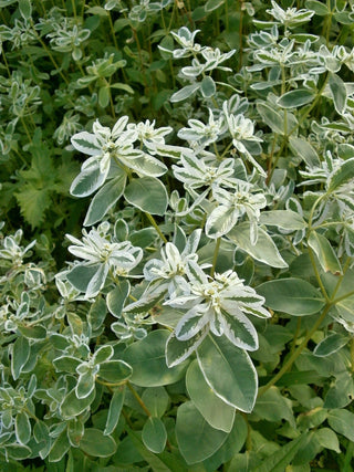 Euphorbia marginata <br>MOUNTAIN SNOW EUPHORBIA VARIEGATED