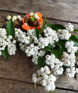 Gaultheria depressa <br>MOUNTAIN SNOWBERRY, ALPINE WAX BERRY