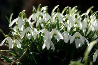 Galanthus nivalis <br>SNOWDROP