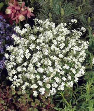 Myosotis sylvatica <br>SNOWSYLVA FORGET ME NOT