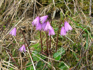 Soldanella alpina <br>SNOWBELL