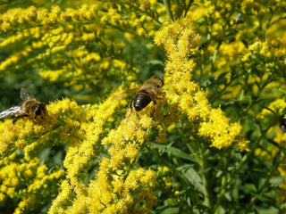 Solidago canadensis <br>CANADA GOLDENROD