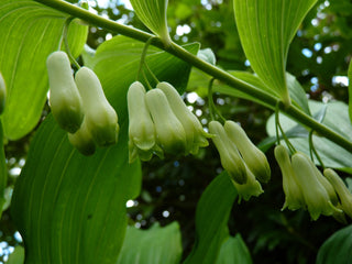 Polygonatum canaliculatum <br>GIANT SOLOMON'S SEAL