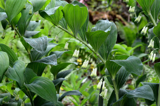 Polygonatum latifolium <br>SOLOMON'S SEAL BROAD-LEAVED, COMPACT