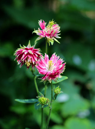 Aquilegia <br>BARLOW MIX DOUBLE COLUMBINE
