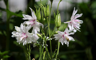 Aquilegia <br>BARLOW MIX DOUBLE COLUMBINE