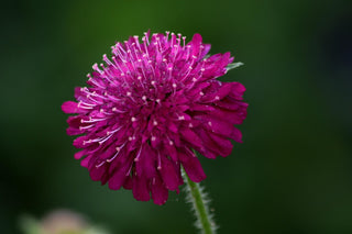 Knautia macedonica <br>WIDOW FLOWER 'WATERCOLOURS'
