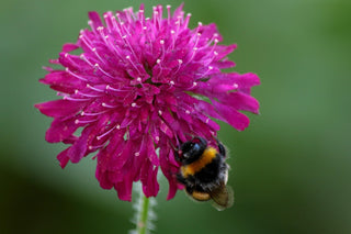 Knautia macedonica <br>WIDOW FLOWER 'WATERCOLOURS'