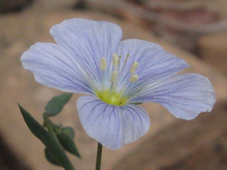 Linum lewisii <br>LEWIS FLAX