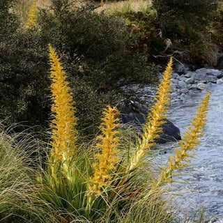 Aciphylla aurea <br>GOLDEN SPEARGRASS