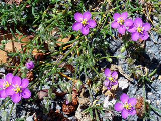 Spergularia rubra <br>SANDSPURRY