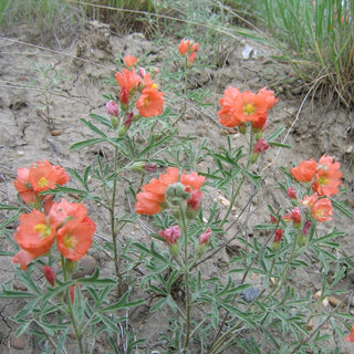 Sphaeralcea coccinea <br>SCARLET GLOBEMALLOW