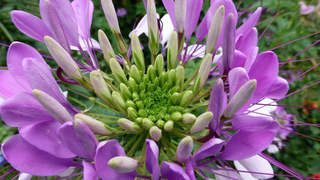 Cleome <br>SPIDER FLOWER 'VIOLET QUEEN'