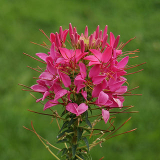 Cleome <br>SPIDER FLOWER ROSE