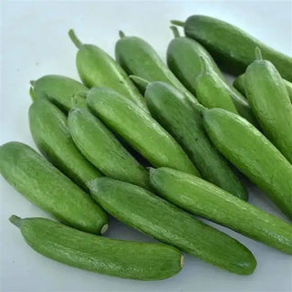 Cucumis <br>CUCUMBER SPINELESS