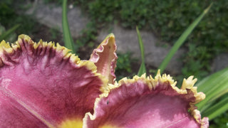 Hemerocalis <br>DAYLILY SPINY SEA URCHIN