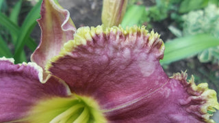 Hemerocalis <br>DAYLILY SPINY SEA URCHIN