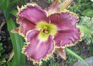 Hemerocalis <br>DAYLILY SPINY SEA URCHIN