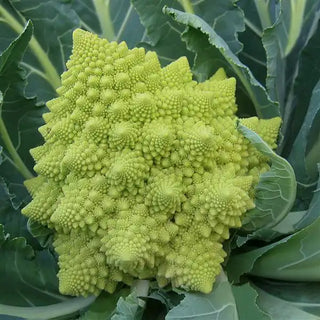 Brassica oleracea <br>CAULIFLOWER SPIRAL