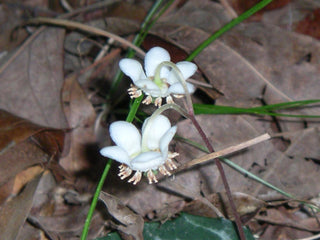 Gaultheria miqueliana <br>MIQUEL'S WINTERGREEN