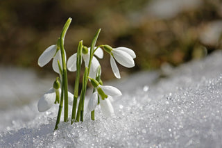 Galanthus nivalis <br>SNOWDROP