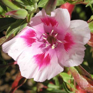 Clarkia amoena <br>FAREWELL TO SPRING, GODETIA