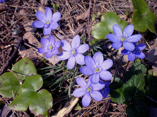 Hepatica acutiloba <br>SHARP LOBED HEPATICA, LIVERWORT