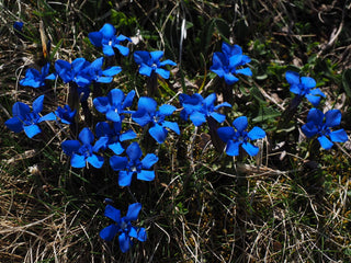 Gentiana verna <br>SPRING GENTIAN DEEP BLUE