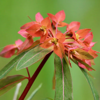 Euphorbia griffithii <br>FIREGLOW EUPHORBIA