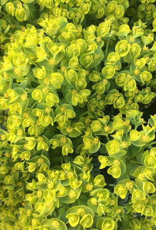 Euphorbia characias <br>SPURGE