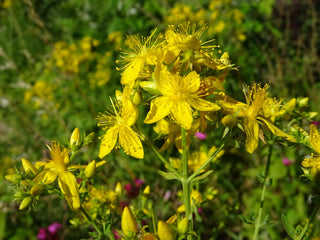 Hypericum pyramidatum, Hypericum ascyron spp pyramidatum  <br>GREAT ST JOHN'S WORT <br>Organic