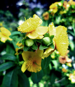 Hypericum prolificum <br>SHRUBBY ST. JOHN'S WORT