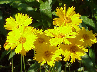 Coreopsis pubescens <br>STAR TICKSEED SUNSHINE SUPERMAN