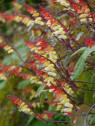 Ipomoea lobata <br>SPANISH FLAG